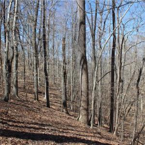 Photo #12 of Jones, Reidsville, NC 60.5 acres