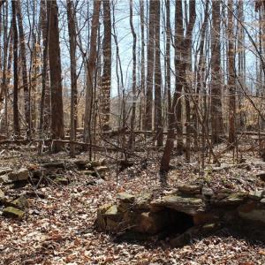Photo #22 of Jones, Reidsville, NC 60.5 acres