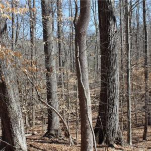 Photo #3 of Jones, Reidsville, NC 60.5 acres