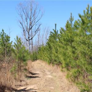 Photo #1 of Jones, Reidsville, NC 60.5 acres