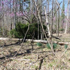 Photo #28 of Jones, Reidsville, NC 60.5 acres
