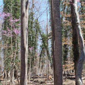 Photo #24 of Jones, Reidsville, NC 60.5 acres