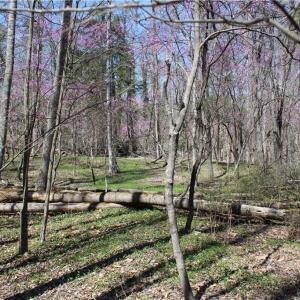 Photo #30 of Jones, Reidsville, NC 60.5 acres