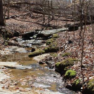 Photo #10 of Jones, Reidsville, NC 60.5 acres