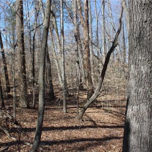 Photo #14 of Jones, Reidsville, NC 60.5 acres
