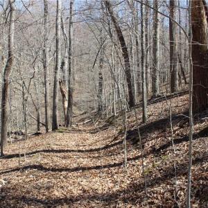 Photo #15 of Jones, Reidsville, NC 60.5 acres