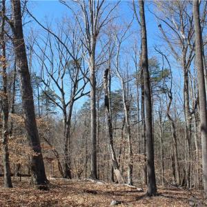 Photo #11 of Jones, Reidsville, NC 60.5 acres