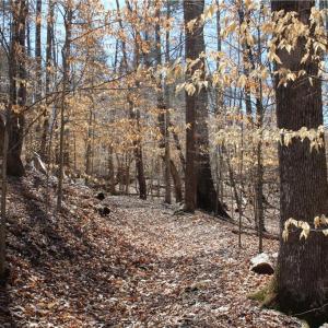 Photo #19 of Jones, Reidsville, NC 60.5 acres