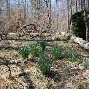 Photo #29 of Jones, Reidsville, NC 60.5 acres