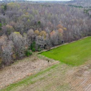 Photo #43 of 44 +/- AC Island, Madison, NC 44.0 acres