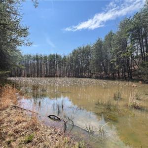 Spring fed pond