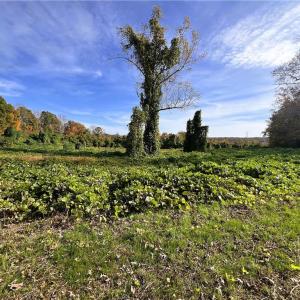 Photo #23 of 8516 Hudson-James, Summerfield, NC 48.6 acres