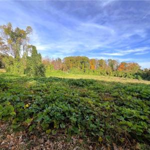 Photo #27 of 8516 Hudson-James, Summerfield, NC 48.6 acres