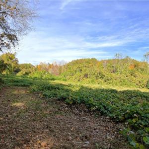 Photo #28 of 8516 Hudson-James, Summerfield, NC 48.6 acres