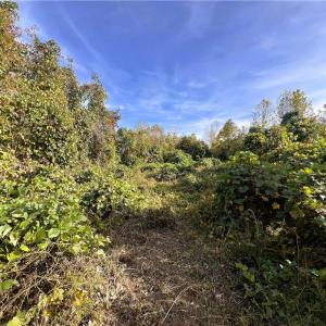 Photo #31 of 8516 Hudson-James, Summerfield, NC 48.6 acres