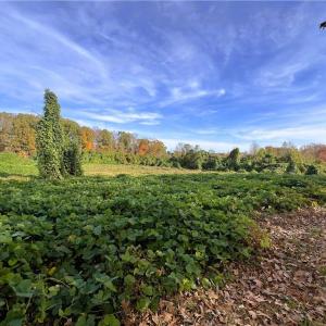 Photo #25 of 8516 Hudson-James, Summerfield, NC 48.6 acres
