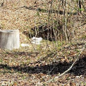 Photo #43 of 3063 Hart, Lawsonville, NC 55.0 acres