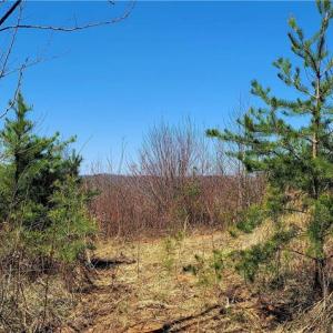 Photo #10 of 3063 Hart, Lawsonville, NC 55.0 acres