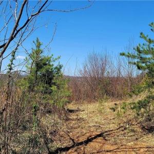 Photo #48 of 3063 Hart, Lawsonville, NC 55.0 acres