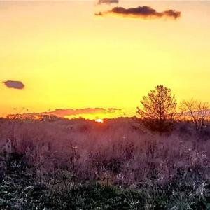 Photo #48 of 3063 Hart, Lawsonville, NC 55.0 acres