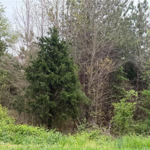 Photo #2 of 8485 Old Salisbury, Linwood, NC 8.8 acres