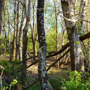 Photo #42 of 728 Indian, Henry, VA 19.8 acres