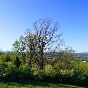 Photo #17 of 728 Indian, Henry, VA 19.8 acres