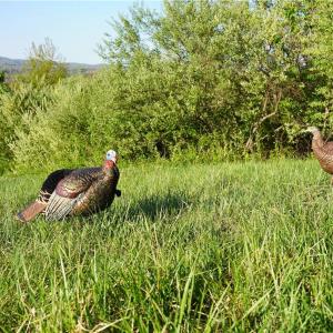 Photo #7 of 728 Indian, Henry, VA 19.8 acres