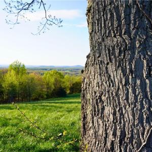 Photo #5 of 728 Indian, Henry, VA 19.8 acres