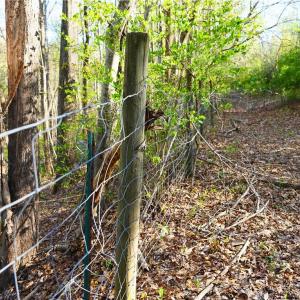 Photo #45 of 728 Indian, Henry, VA 19.8 acres