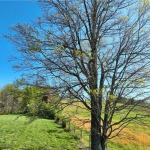Photo #15 of 728 Indian, Henry, VA 19.8 acres
