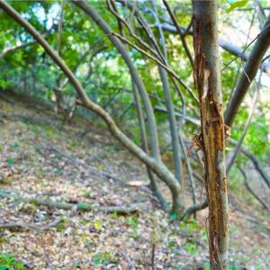 Photo #35 of 728 Indian, Henry, VA 19.8 acres