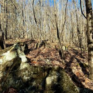 Photo #6 of 4056 Rolling Hill, Tobaccoville, NC 2.8 acres