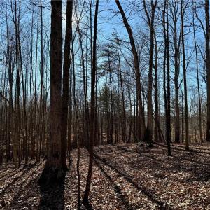 Photo #14 of 4056 Rolling Hill, Tobaccoville, NC 2.8 acres
