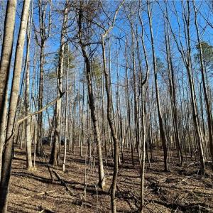 Photo #15 of 4056 Rolling Hill, Tobaccoville, NC 2.8 acres