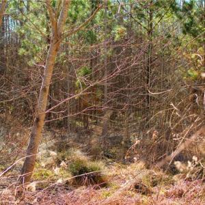 Photo #12 of Twinwood, Trinity, NC 1.0 acres