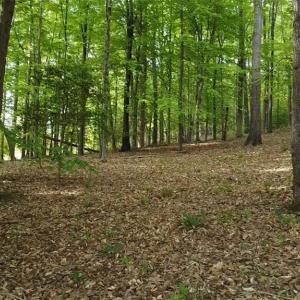 Land lays level enough for a single story home or with a basement.