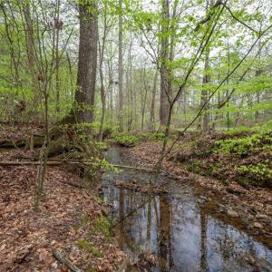 Photo #11 of 8397 Tuscany, Lewisville, NC 3.8 acres