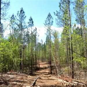 Photo #6 of 230 Dibrell, Pelham, NC 97.6 acres