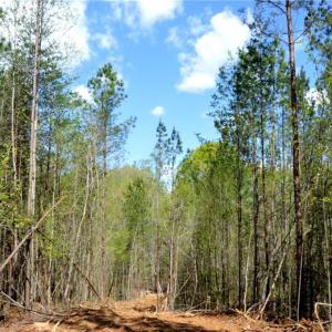 Photo #13 of 230 Dibrell, Pelham, NC 97.6 acres