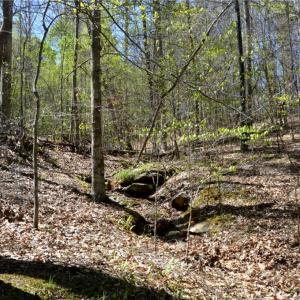 Photo #16 of 230 Dibrell, Pelham, NC 97.6 acres