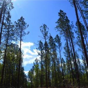 Photo #12 of 230 Dibrell, Pelham, NC 97.6 acres
