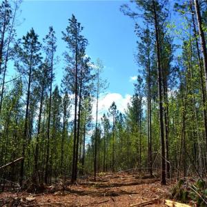 Photo #7 of 230 Dibrell, Pelham, NC 97.6 acres
