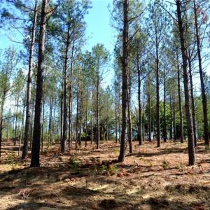 Photo #3 of 230 Dibrell, Pelham, NC 97.6 acres