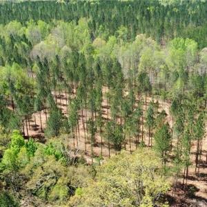 Photo #36 of 230 Dibrell, Pelham, NC 97.6 acres