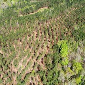 Photo #32 of 230 Dibrell, Pelham, NC 97.6 acres