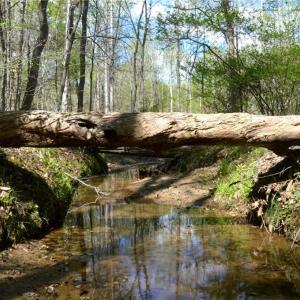 Photo #1 of 230 Dibrell, Pelham, NC 97.6 acres