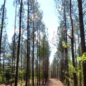 Photo #28 of 230 Dibrell, Pelham, NC 97.6 acres