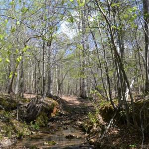Photo #20 of 230 Dibrell, Pelham, NC 97.6 acres