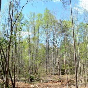 Photo #9 of 230 Dibrell, Pelham, NC 97.6 acres